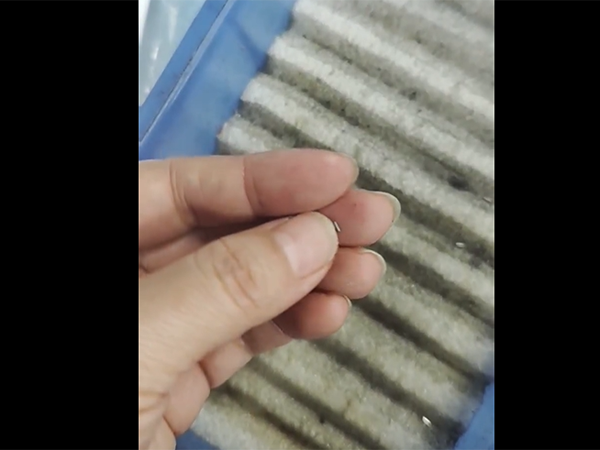 精龙圣视频